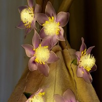 Handmade Purple Peony Flower String Lights Romantic Iron Wire Fairy Lights for Home Decor Wedding and Christmas Gift Idea